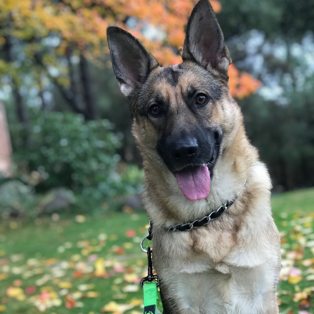 meet dakota!